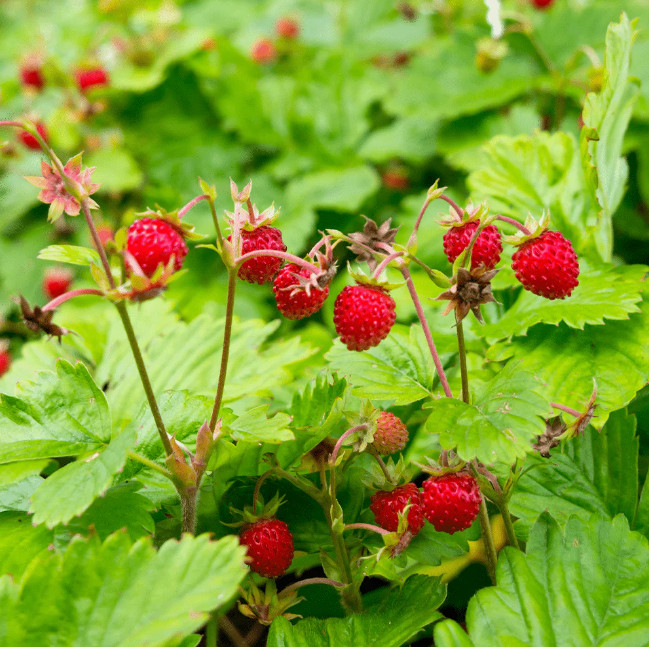 Wild Strawberry Plant – 3-6″ Tall – 3″ Pot – Sweet Alpine Strawberry for Garden