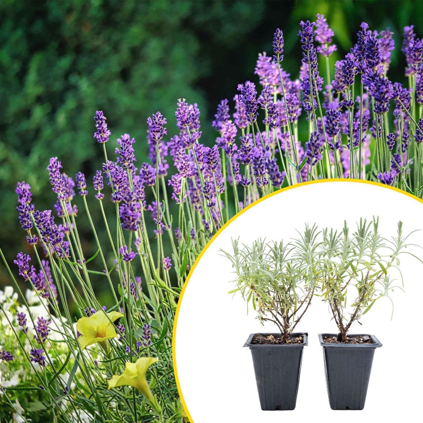 2 Grosso Lavender, Live Plants in 3.5″ Cubes (Lavandula × intermedia ‘Grosso’)