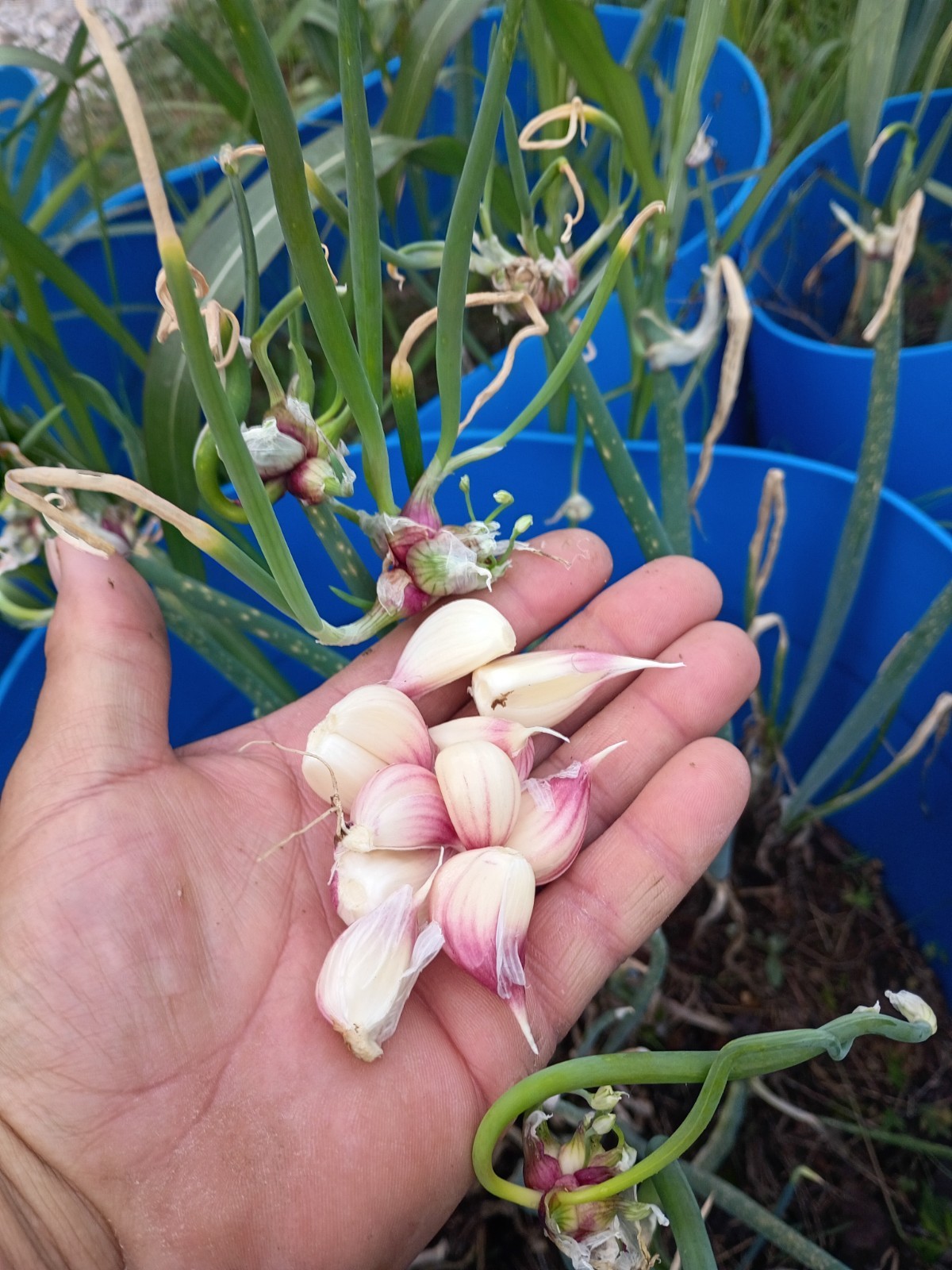 Organic CATAWISSA Egyptian Walking Onion Top Sets & German Red Garlic Cloves Lot