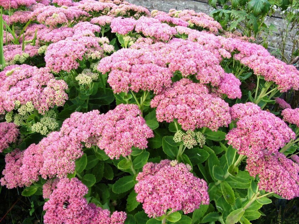 AUTUMN JOY STONECROP SEDUM – NICE PINK – Perennial – 10 PLANTS