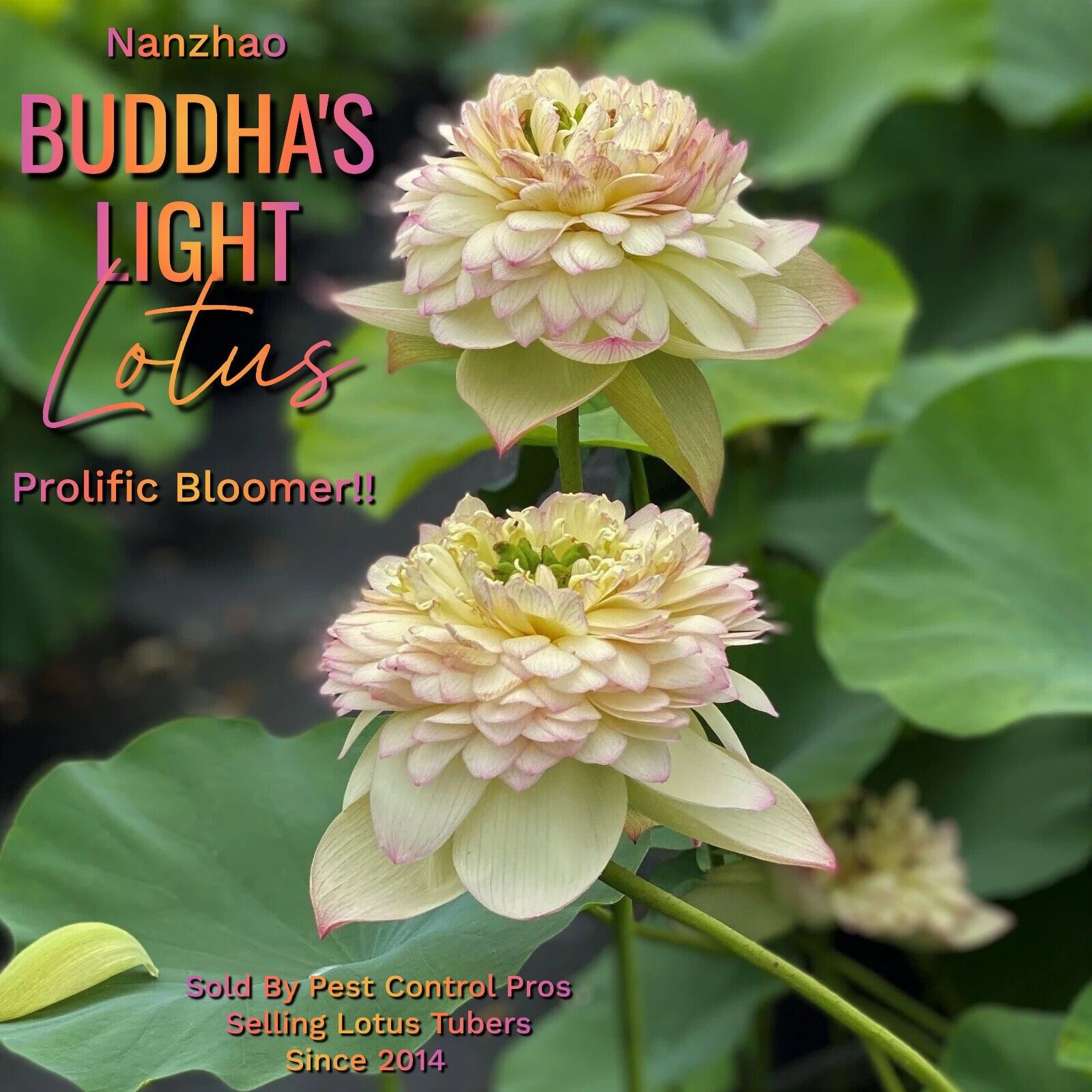 Nanzhao Budda’s Light Live Hardy Lotus Tuber Pond Bog Water Plant Great Bloomer