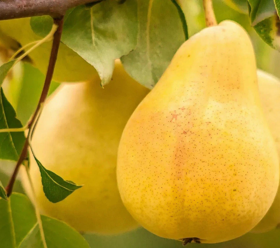 5+1 FREE SEEDS Bartlett Pear TREE PLANT SWEET JUICY FRUITS