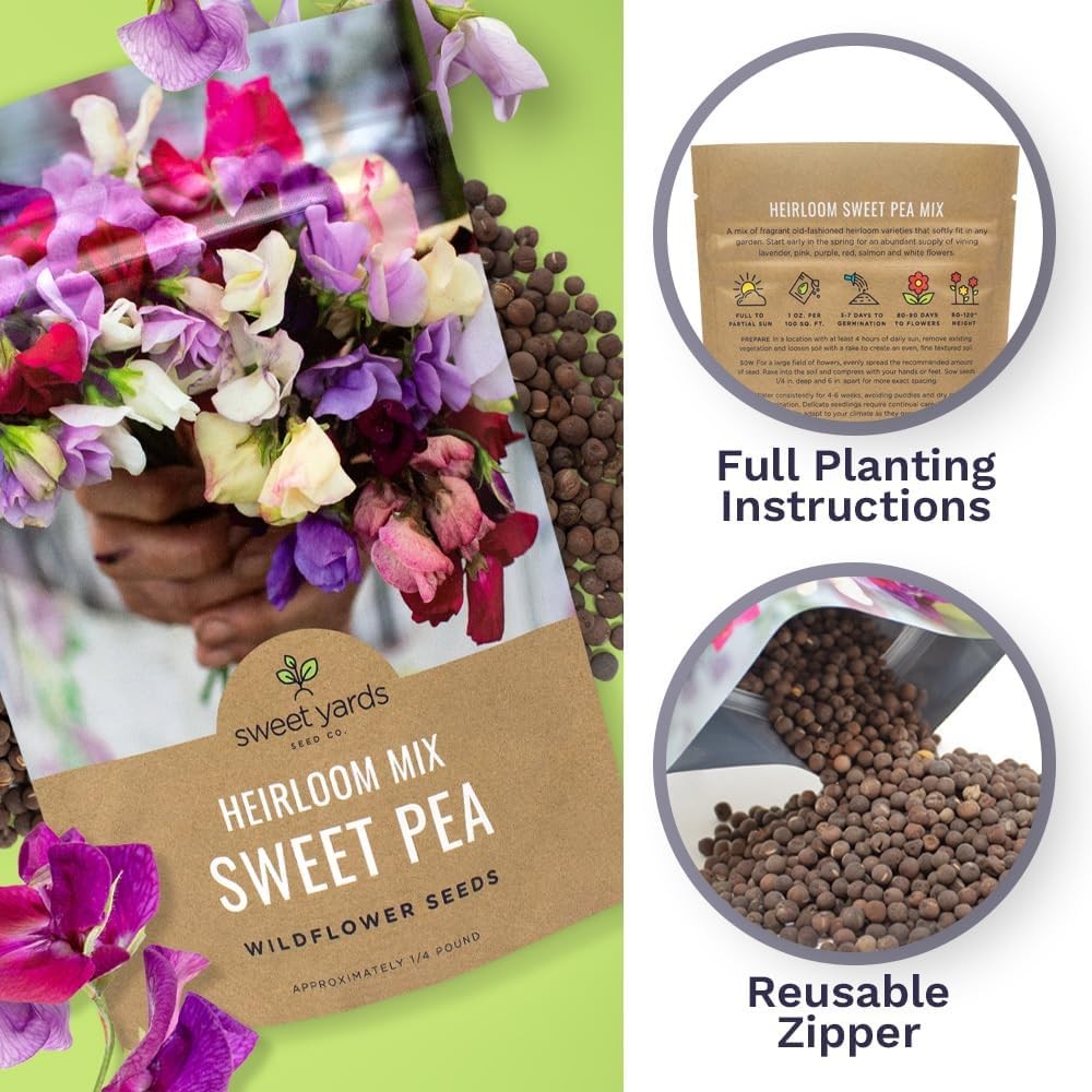 Sweet Pea Seeds Heirloom Mix – Bulk 1/4 Pound Bag – Over 1400 – Large Fragrant