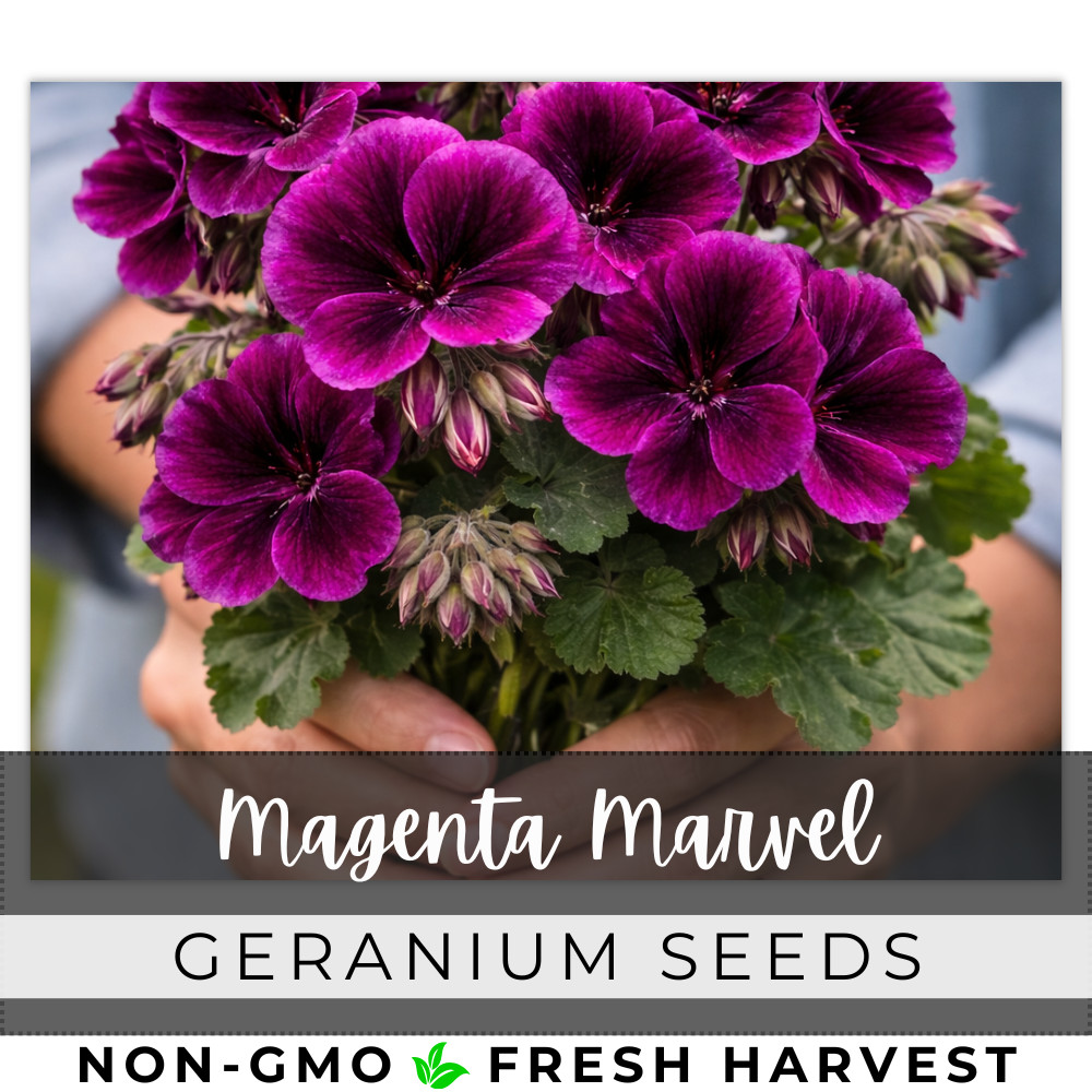100+ Geranium Seeds – Magenta Marvel – Fragrant – Fresh Flower Seeds Non GMO
