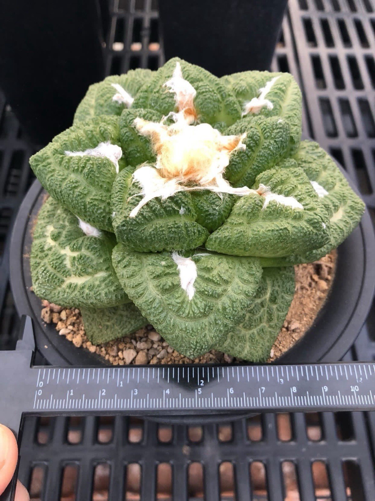 Godz Ario Seed Grown Cactus Plant 25 Years Old