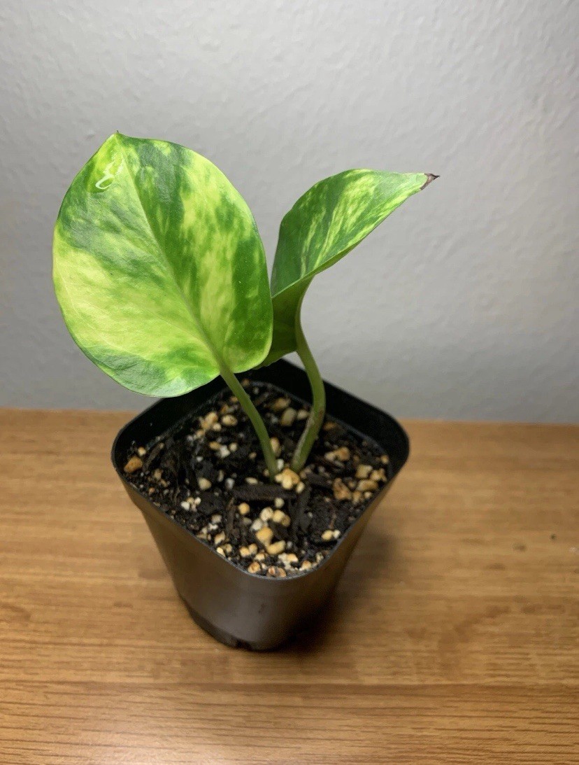 Golden Pothos | Fully Rooted | 2”in pot