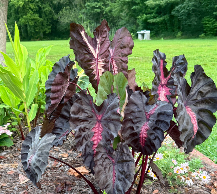 Colocasia Redemption Plant – 5-10″ Tal – Dark Red Elephant Ear Tropical Plant