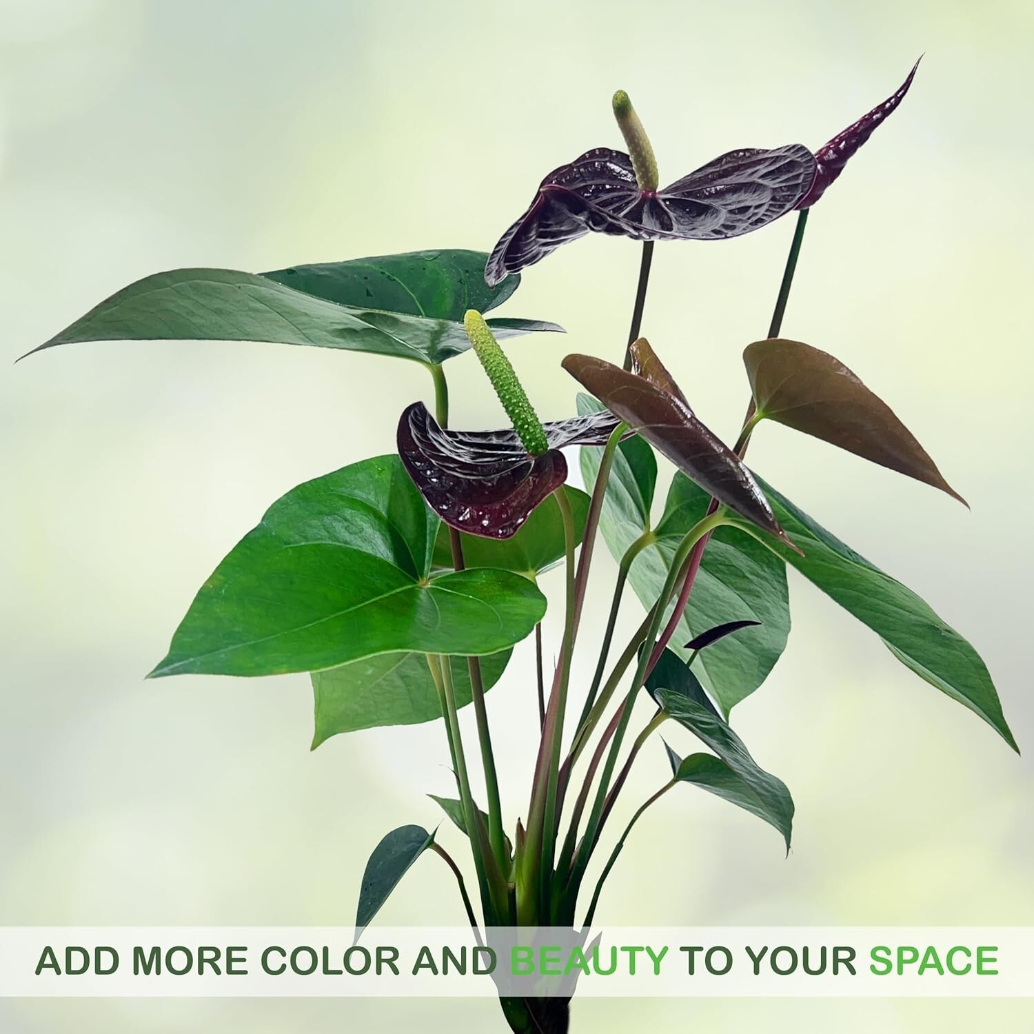Anthurium Andraeanum Mr Brown Live Plant (Pack of 2)