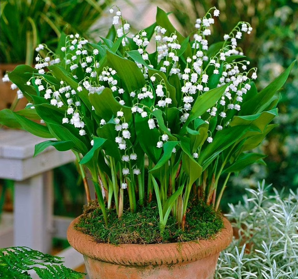 Lily of the Valley – 5 Fresh Roots – Ready for Planting – No Shipping AK, HI, PR