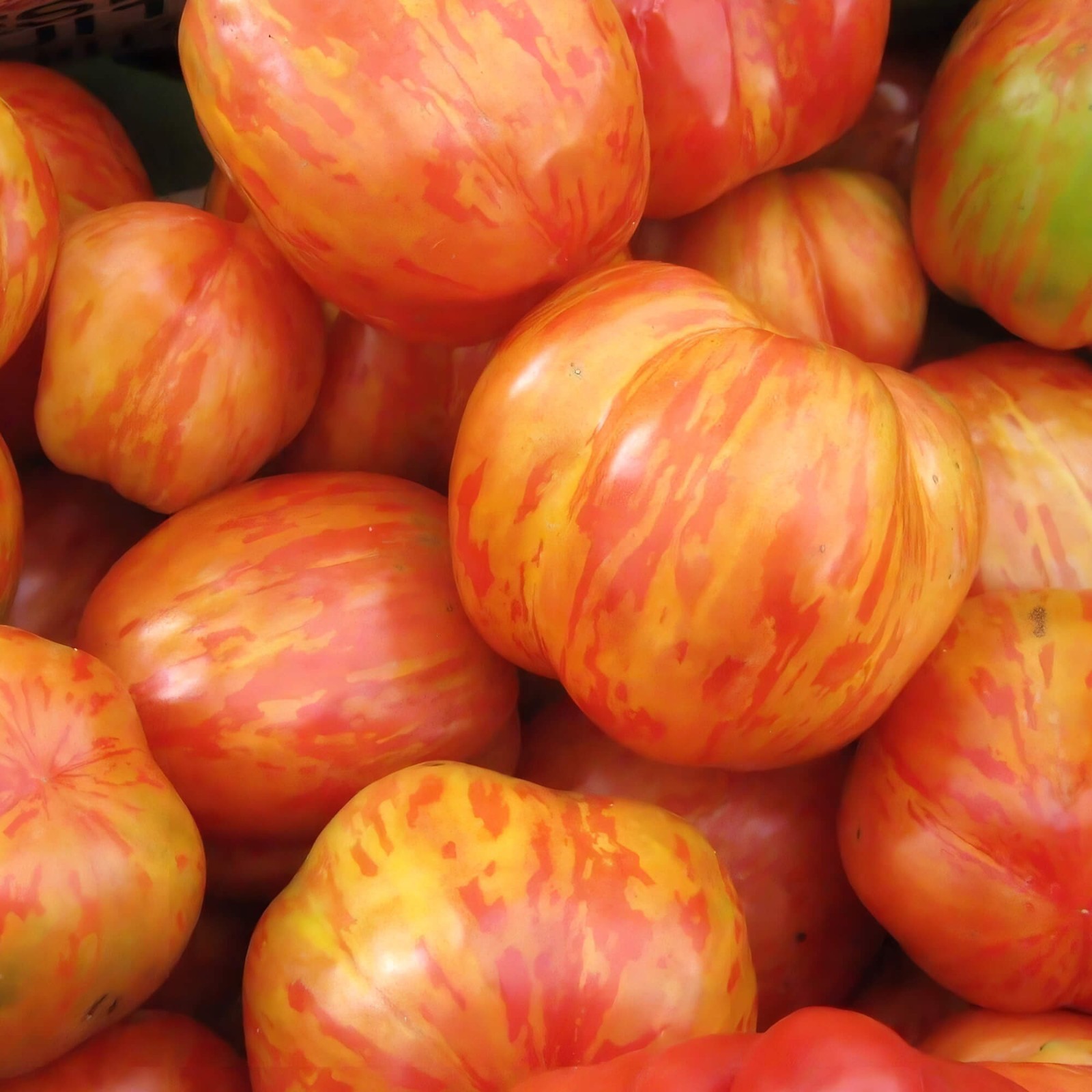 Tigerella Tomato Seeds | Heirloom / Non-GMO | Free Ship | Seed Store | 1300