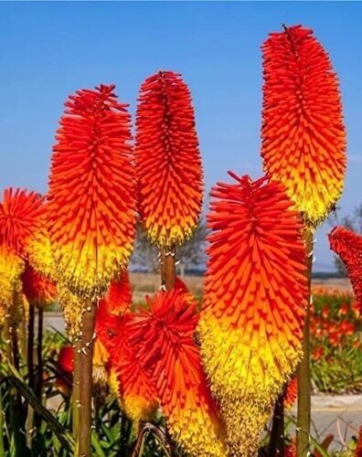 50 Red Hot Poker Flaming Torch Lily Seeds Beautiful Flower Plant.