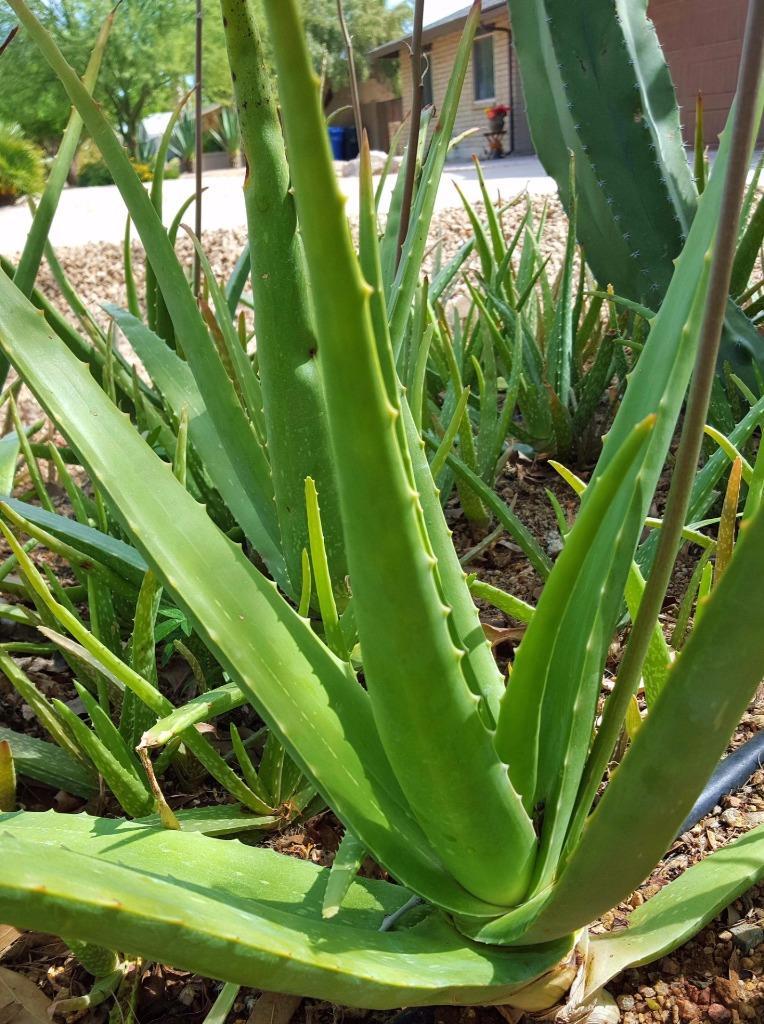 20 ASST. MEDICINAL ALOE VERA PLANTS ~ FAT AND HEALTHY! ~ ORGANIC~ BEST DEAL! AZ