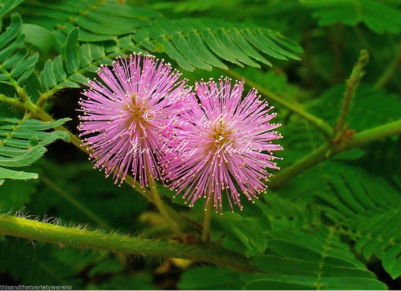 Mimosa pudica Sensitive Plant Seeds Fun for Kids as the Leaves Move on their OWN
