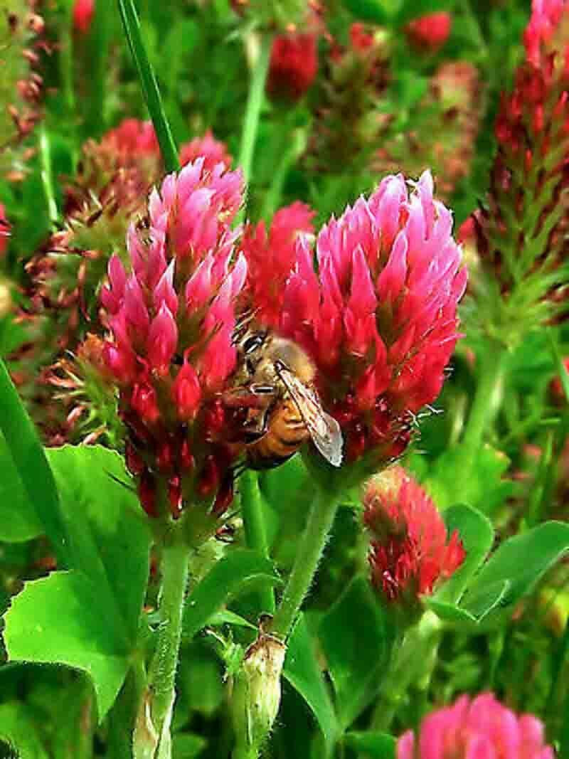 SCARBOROUGH SEEDS Organic Crimson Clover 500 Seeds Non GMO Pereniall