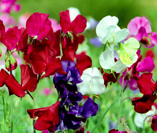 SWEET PEA BIJOU DWARF MIXED COLORS Lathyrus – 110 Bulk Seeds