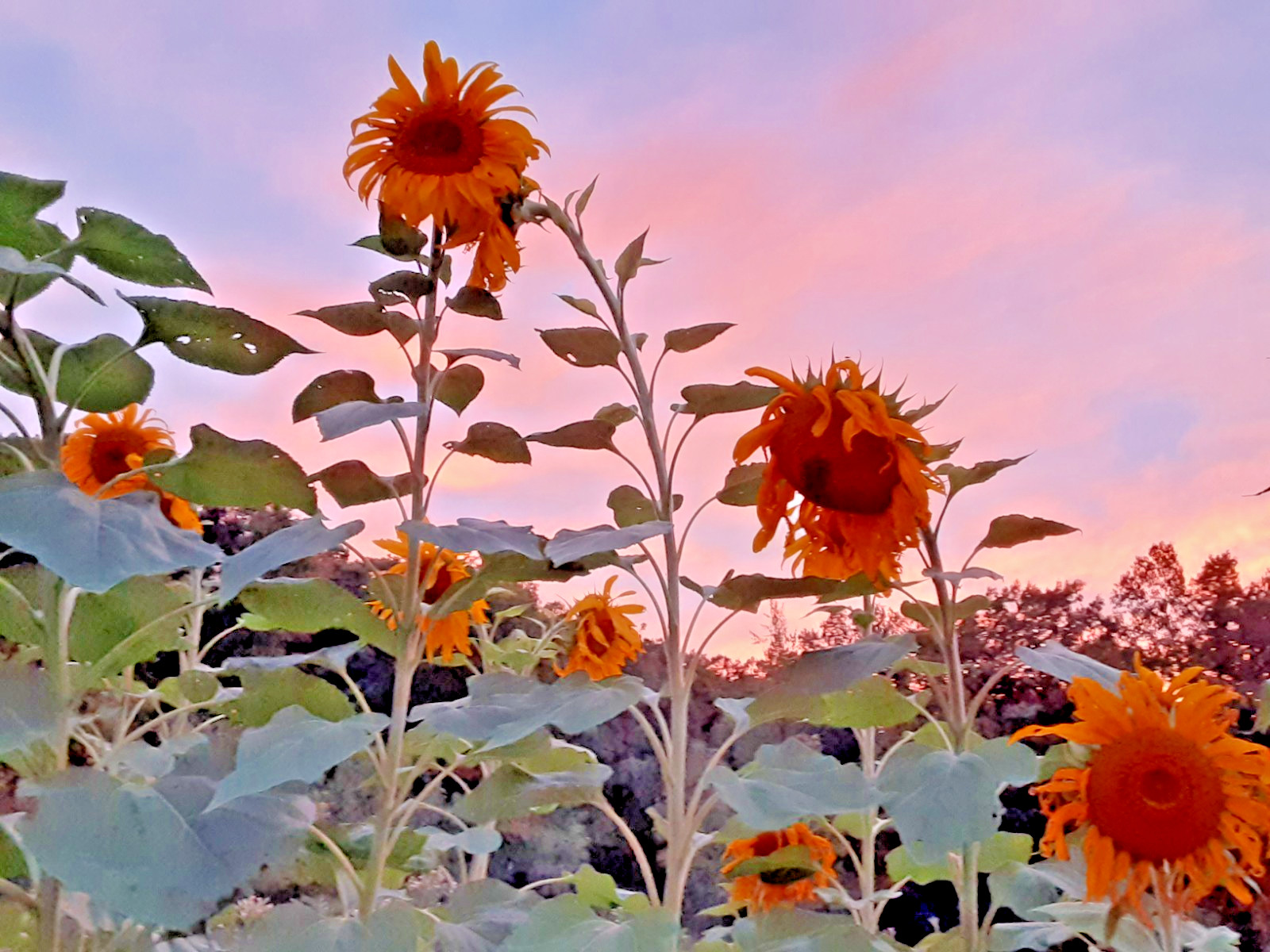 x100 Mammoth Grey Stripe Sunflowers – MICHIGAN GROWN! Organic, Heirloom, non-GMO