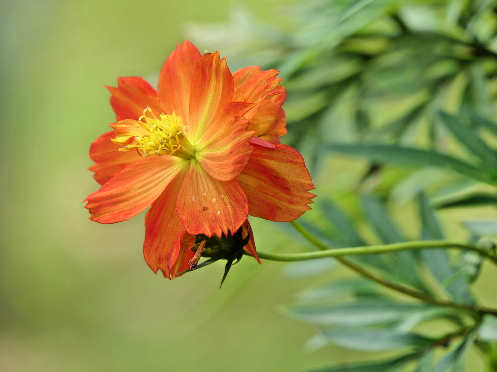500 DOUBLE ORANGE COSMOS Seeds (Cosmos sulphureus) Annual Sulphur Garden Flower