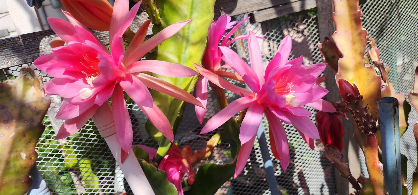 Epiphyllum Oxypetallum (Queen of the Night) Pink, red or yellow Color 6-15″