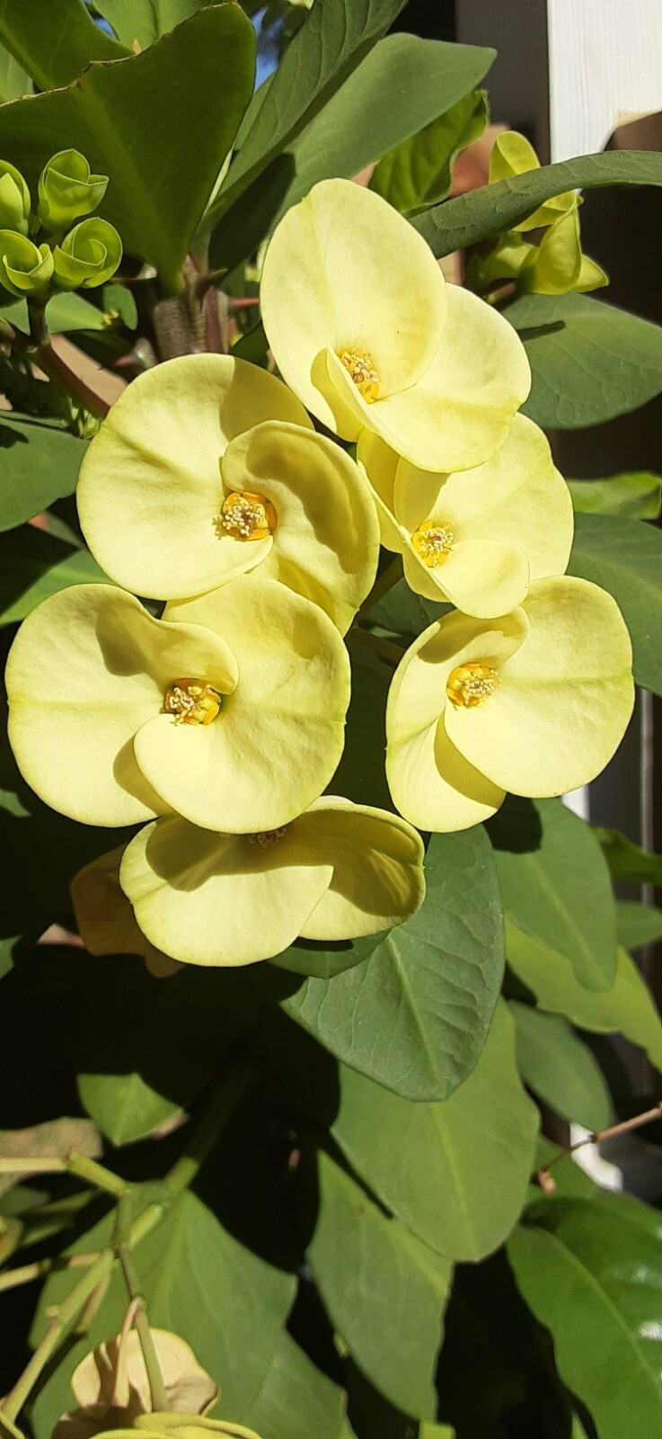 Light Yellow Crown Of Thorns Cutting (1 Count/No Roots)