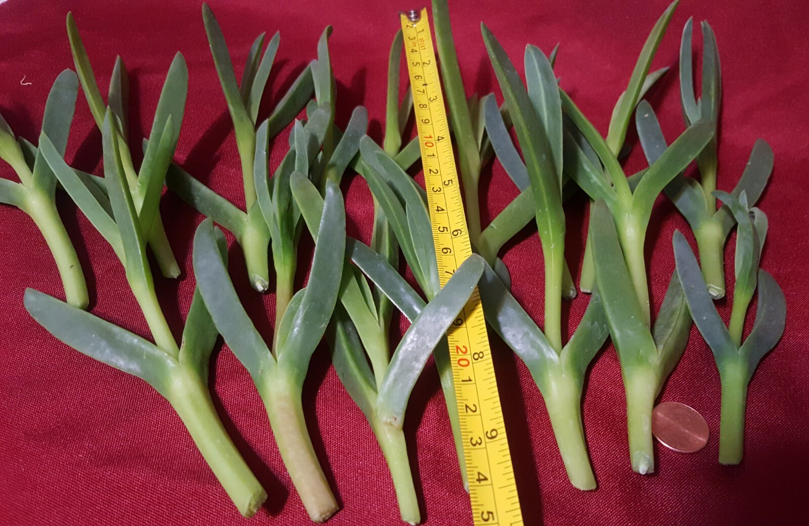 Ice plant Coastal Pig face Succulent 100 Live cuttings 3 to 5 inches long
