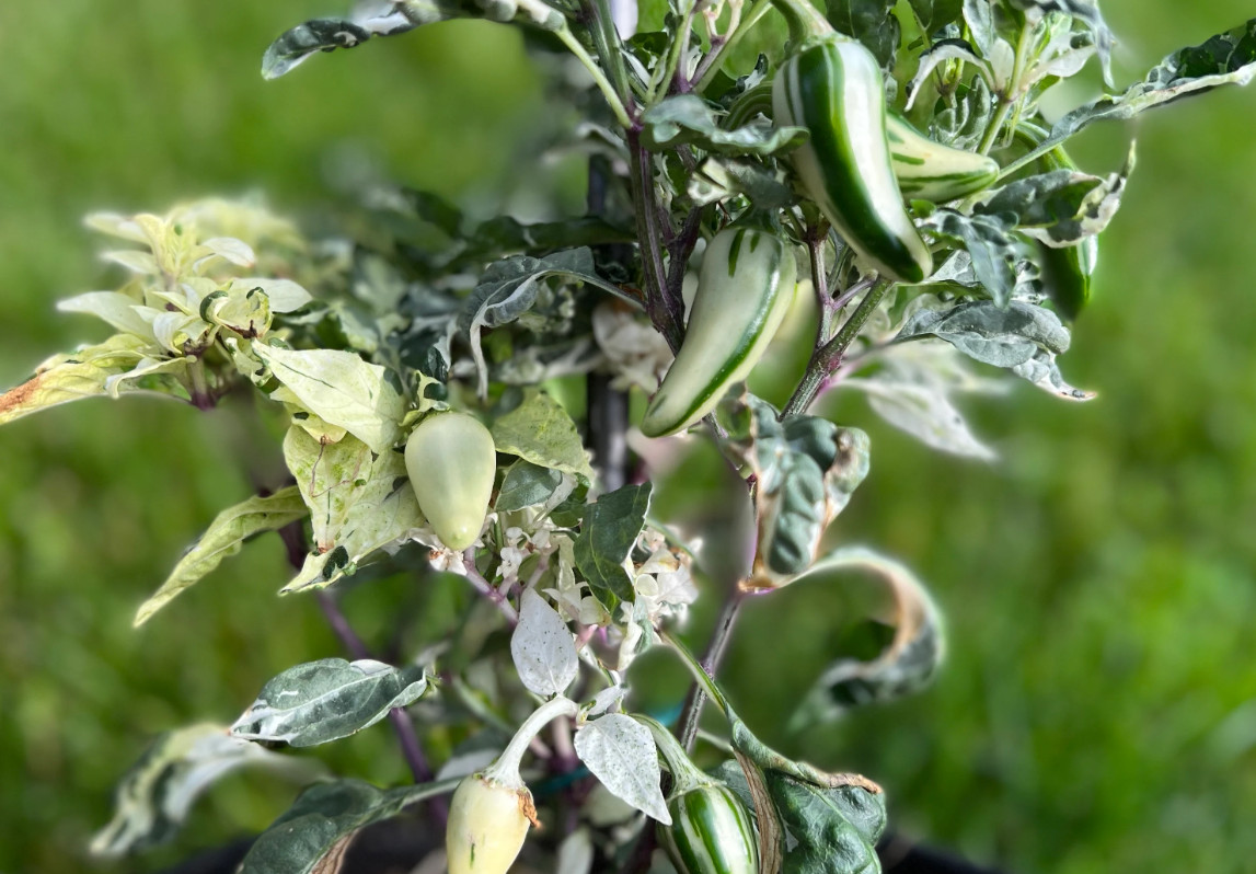 Mattapeño Variegated Jalapeño Pepper Seeds