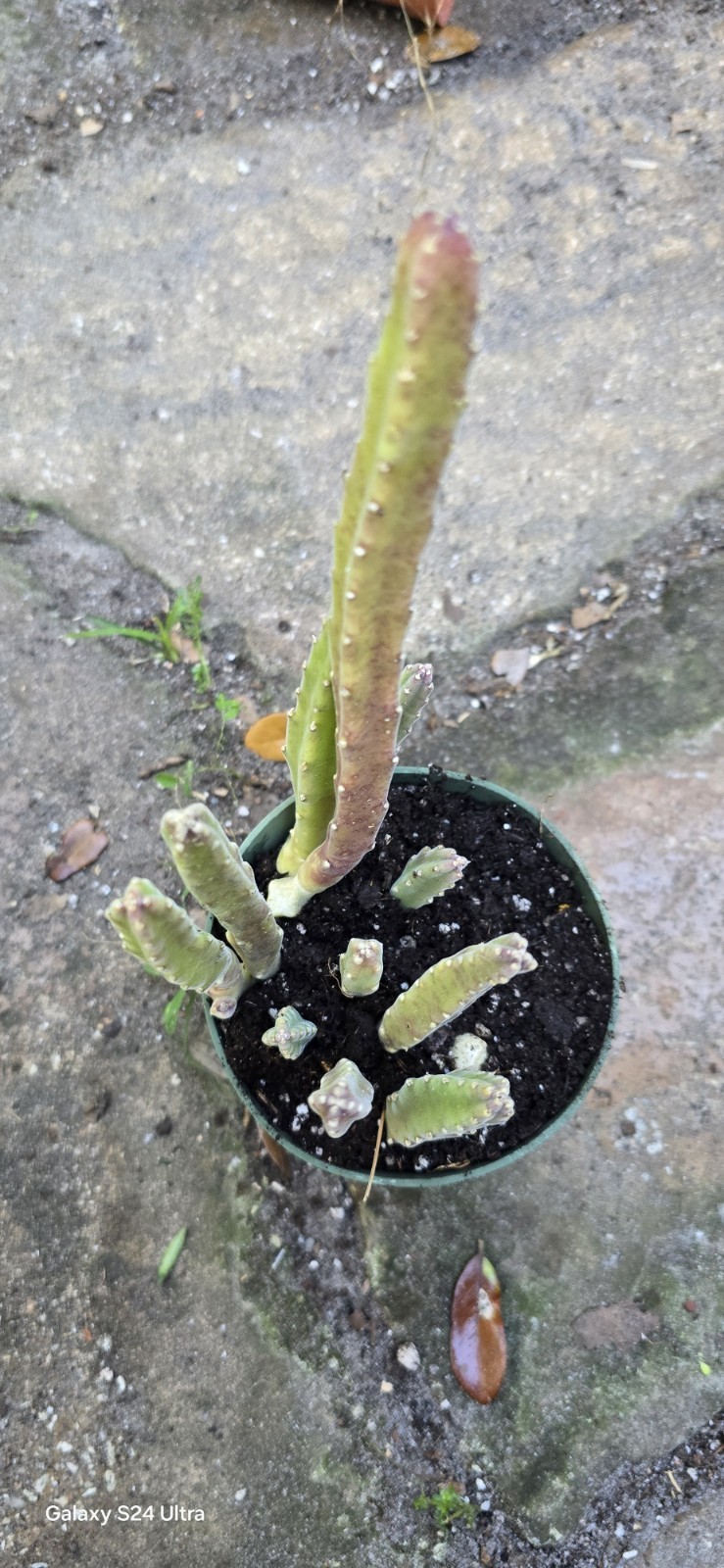 Live Plant Rooted Black Bell Stapella In 4 Inches Nursery Pot