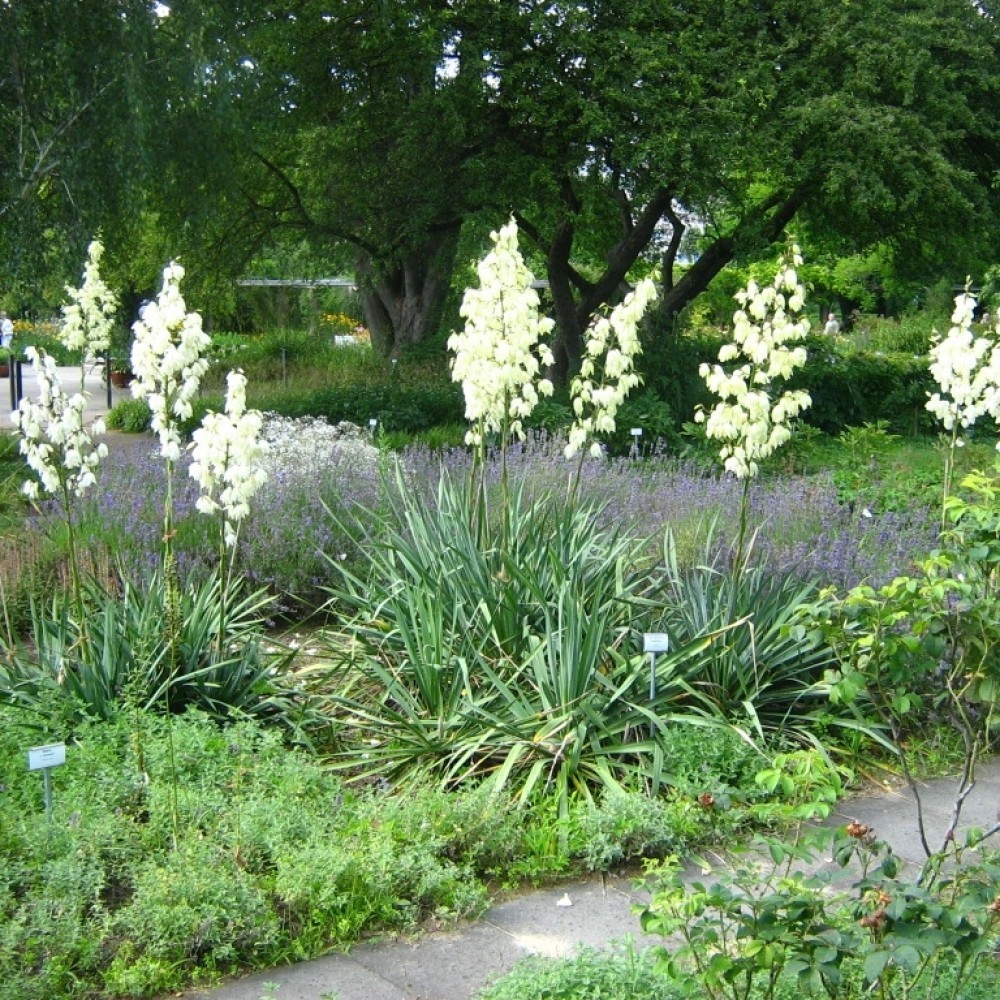 ADAM’S NEEDLE Yucca Filamentosa 10,30 SEEDS