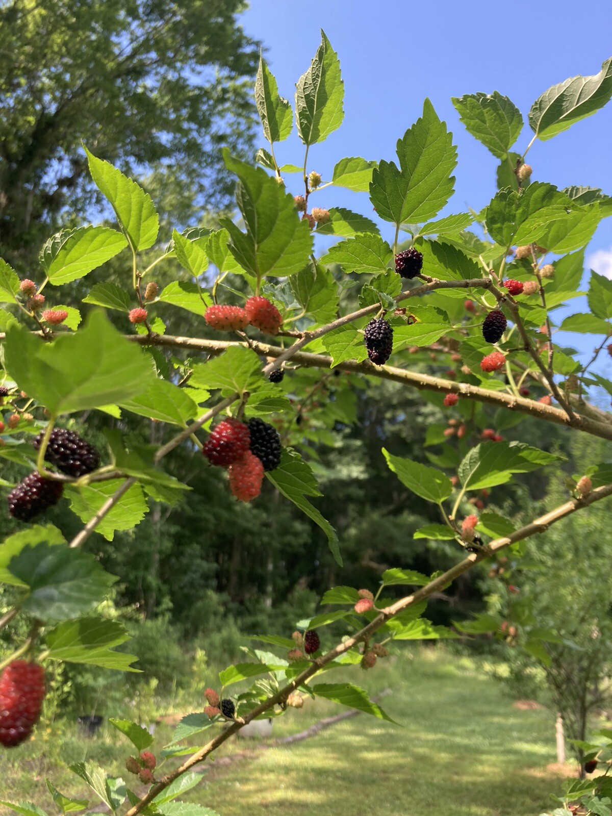 (2) Mature Florida Everbearing Black Mulberry Rooted Tree Cuttings 6” Bare Root