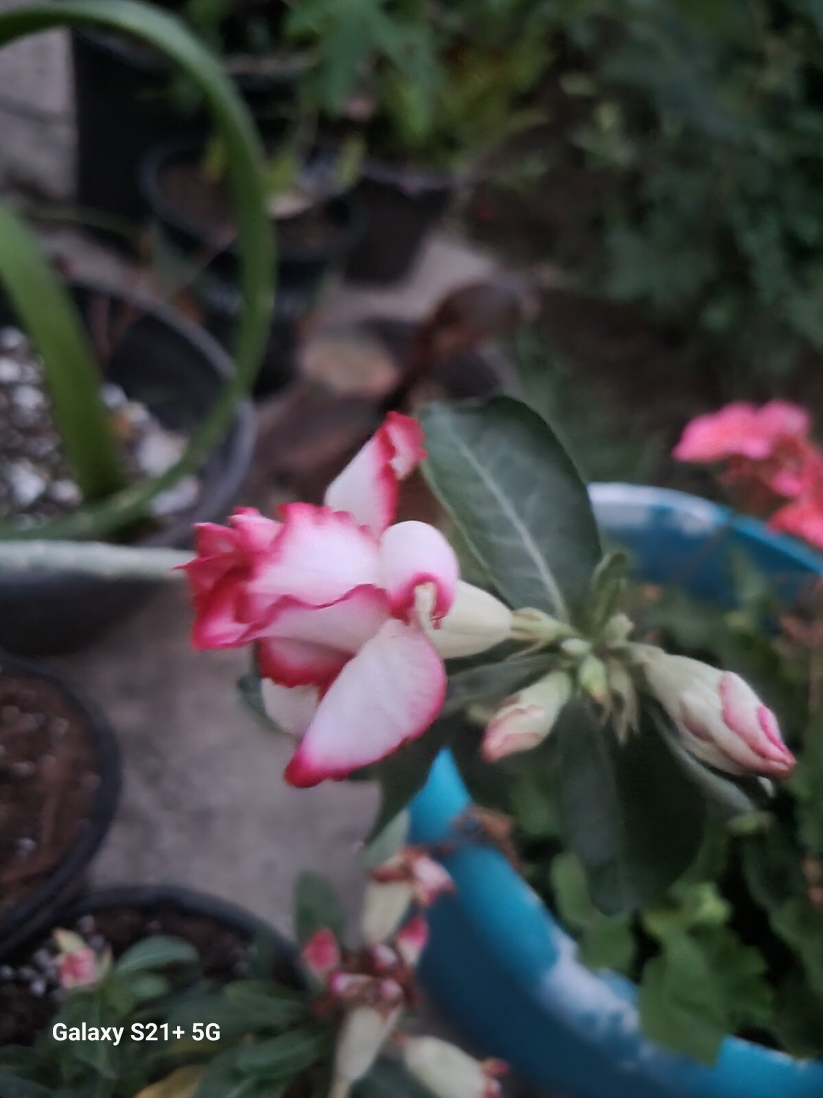 Live Plant! – Desert Rose -Double with Stripes!!!! – 6″-8″ tall plus