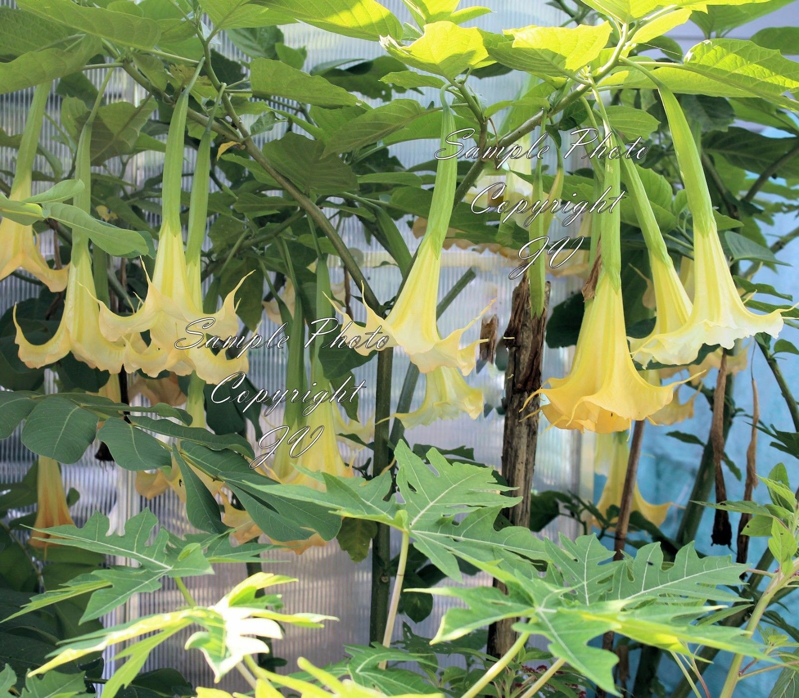 Yellow Angels Trumpet – 10 Rare Seeds See Description Below