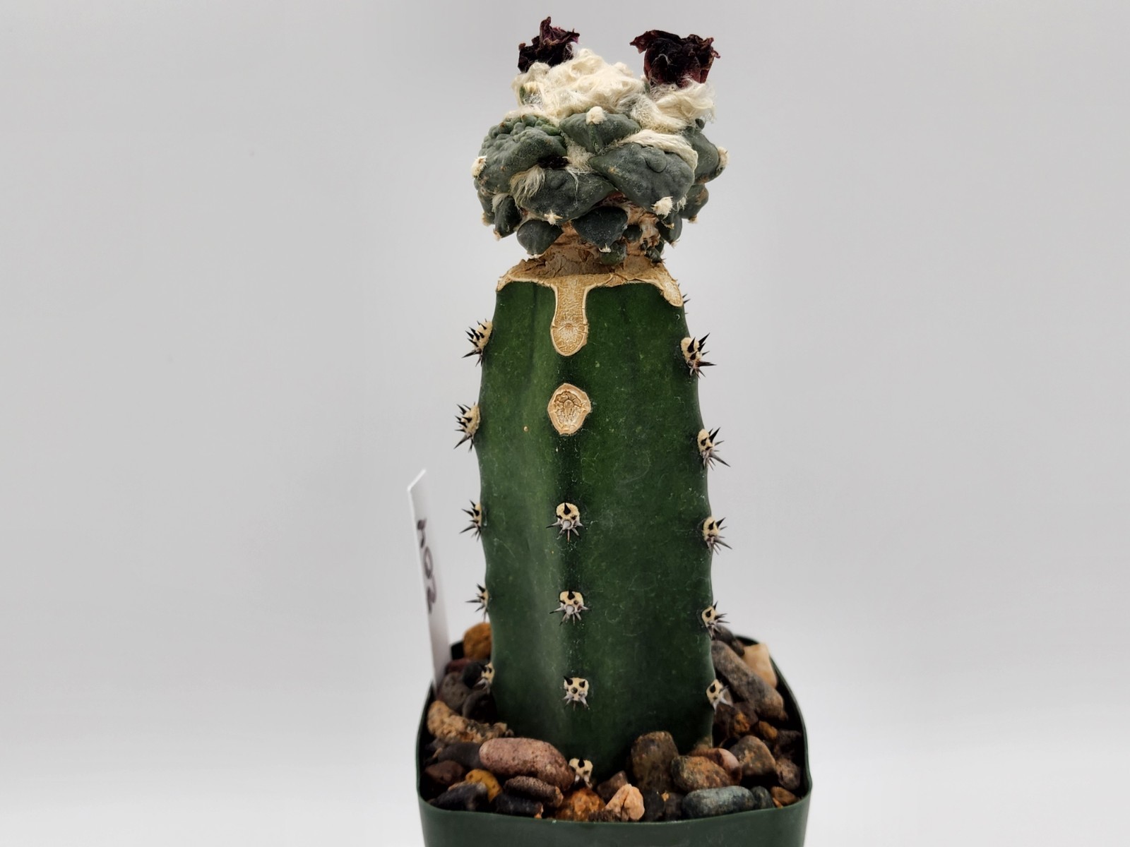 A. r. cv Cauliflower – Grafted