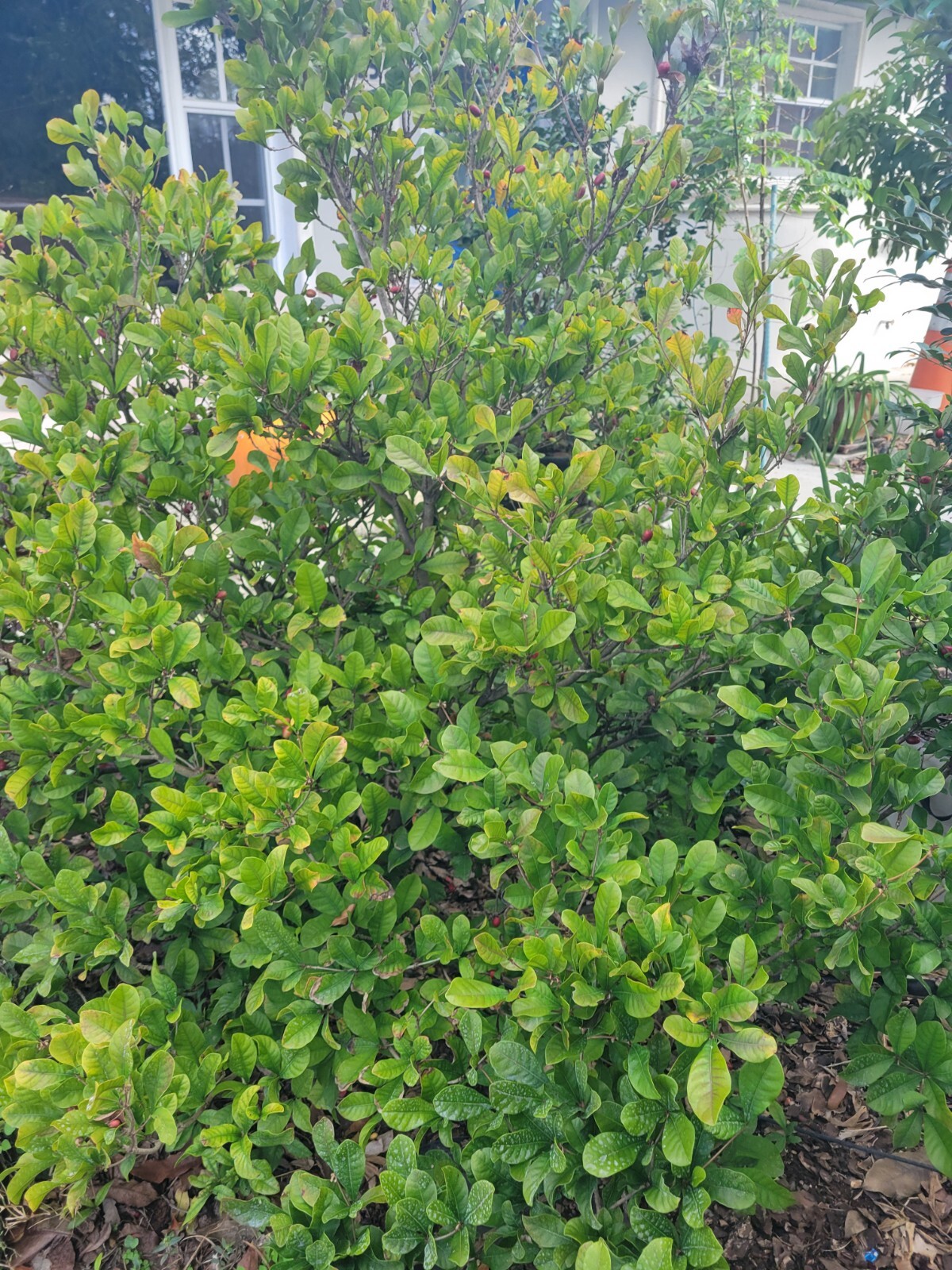 Miracle Fruit Plant Synsepalum dulcificum small seedling