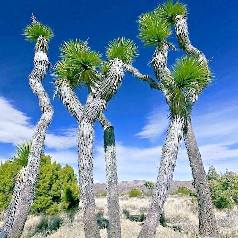 JOSHUA TREE SEEDS “Largest Yucca Plant” Cactus Cacti Succulent Palm Flower RARE!