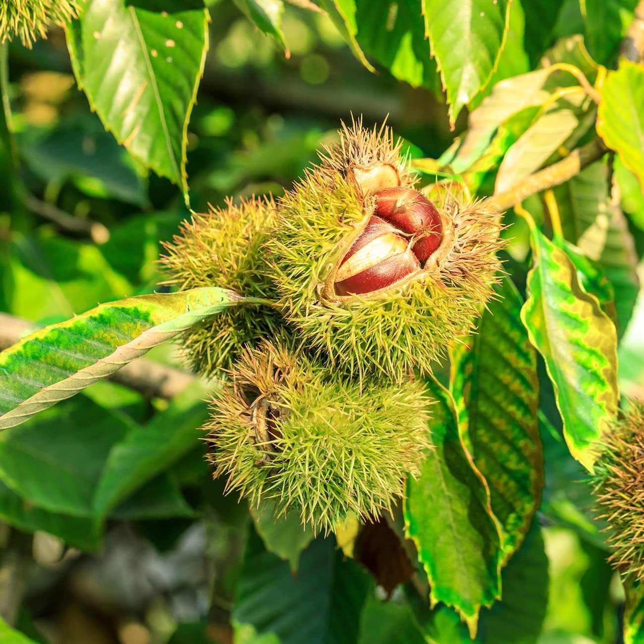 Perfect Plants American Hybrid Chestnut Tree 4-5 Feet Live Trees For Outdoor