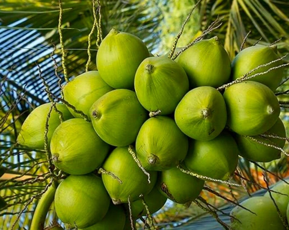 1 Dwarf COCONUT Organic Coconut seed sprouted Special Discount Week