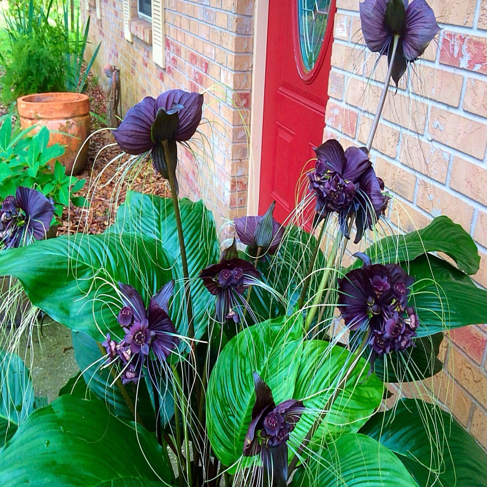 Black Bat Orchid Flower Seeds (Tacca chantrieri) RARE Tropical Garden Houseplant