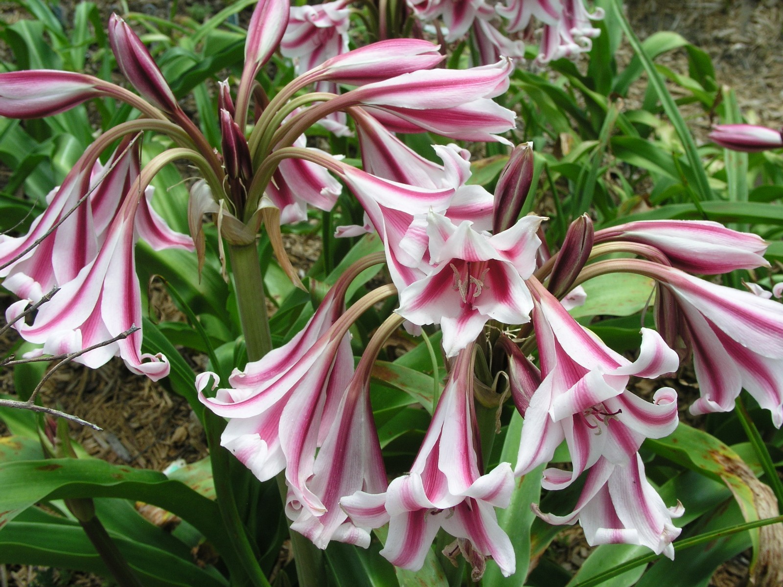 Crinum Lily, Candy Twist, medium-size bulb NEW