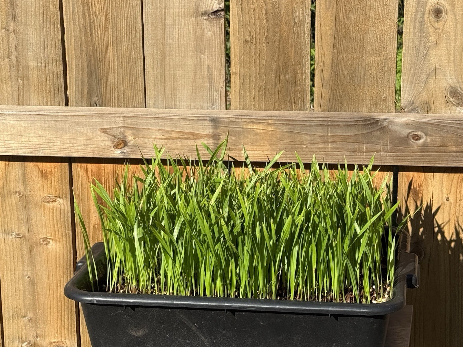 20 Mexican Fan Palm Tree Seedlings 5-8” Washingtonia Robusta