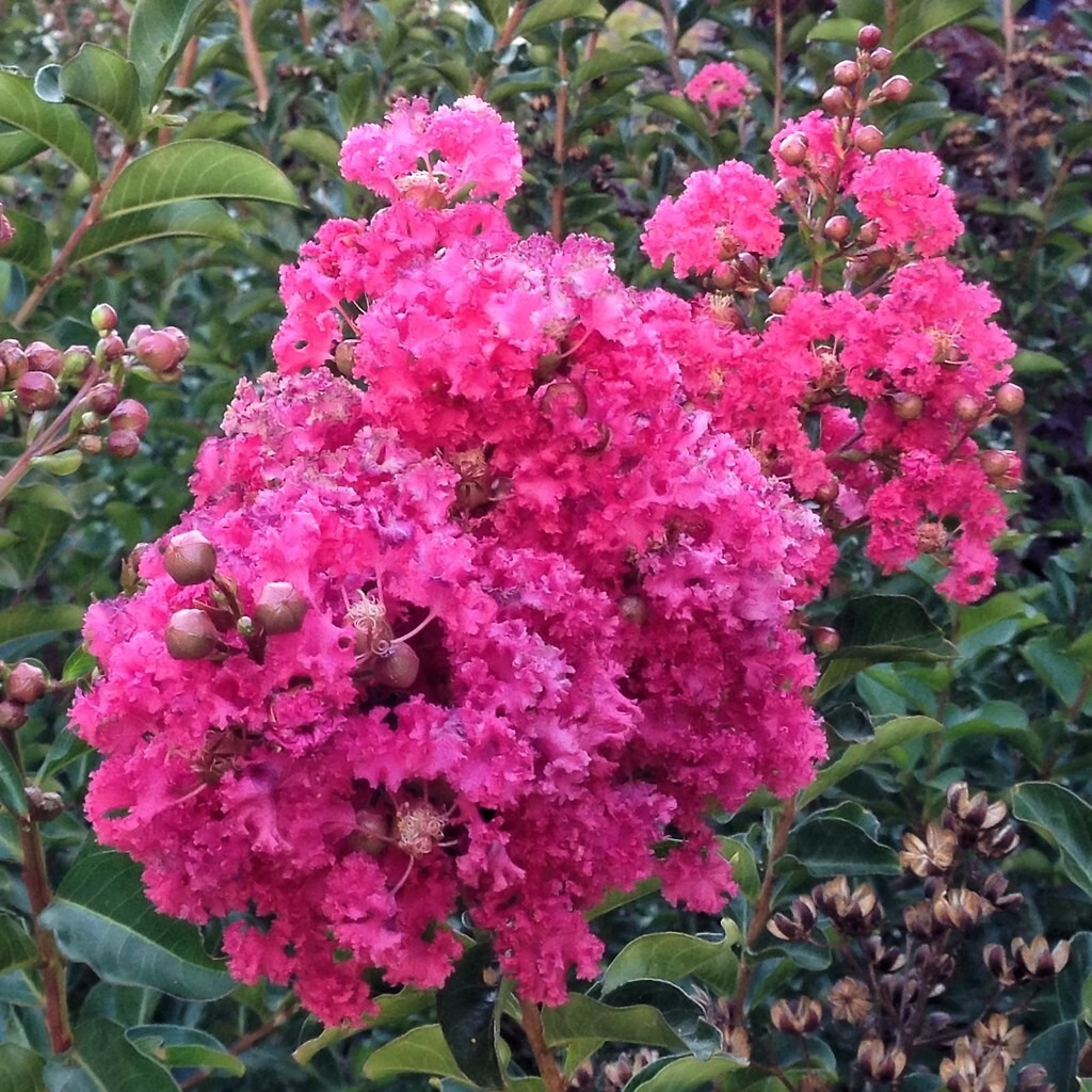 Lagerstroemia Indica Dark Pink Crepe Myrtle 7 Live Flower Plant Tree 6″ Cuttings