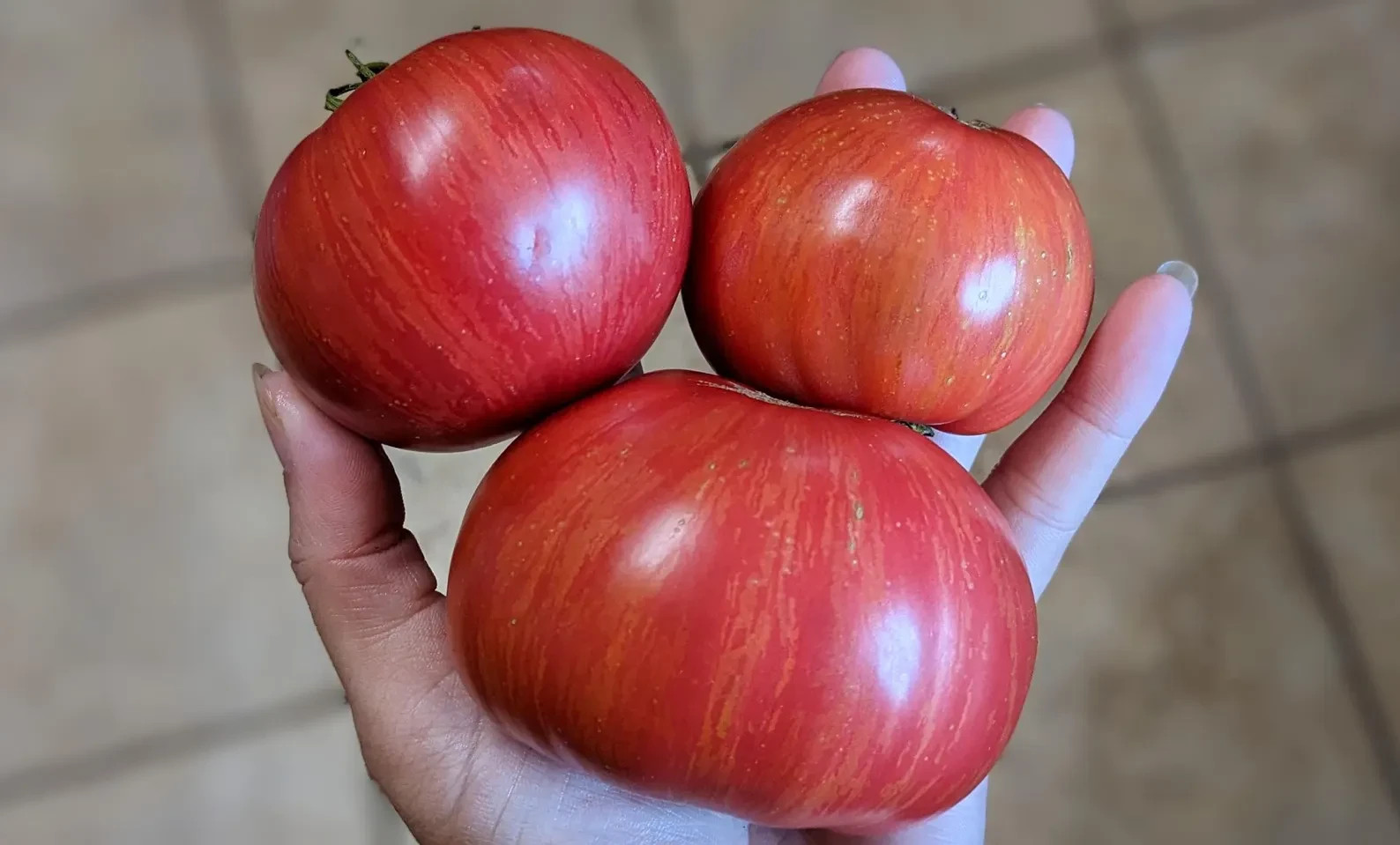10 seeds DWARF Firebird Sweet Tomato Organic Rare Variety DTP beefsteak