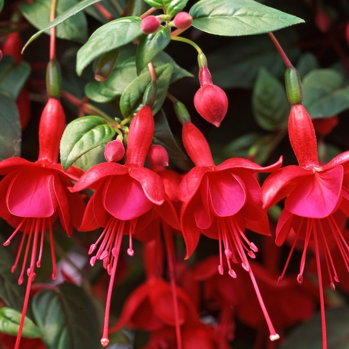 3-pack choice LIVE FUCHSIA PLANT GROWING IN 6″ POT, choose from 15+ varieties