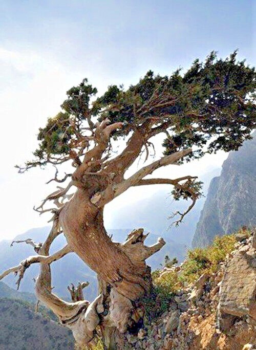 10 Bristlecone Pine Seeds (Pinus aristata) “OLDEST Living Tree in the WORLD!”
