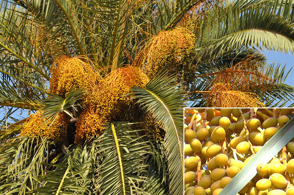 Canary Island, Date / Pineapple Palm Tree, Phoenix Canariensis 9+ Yrs 56+ inches