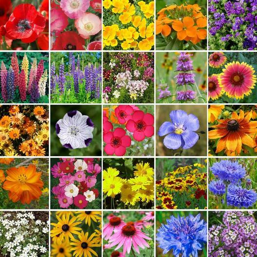 SOUTHEAST Wildflower Mix 25 Species Flower Gardening USA Non-GMO 500+ Seeds!