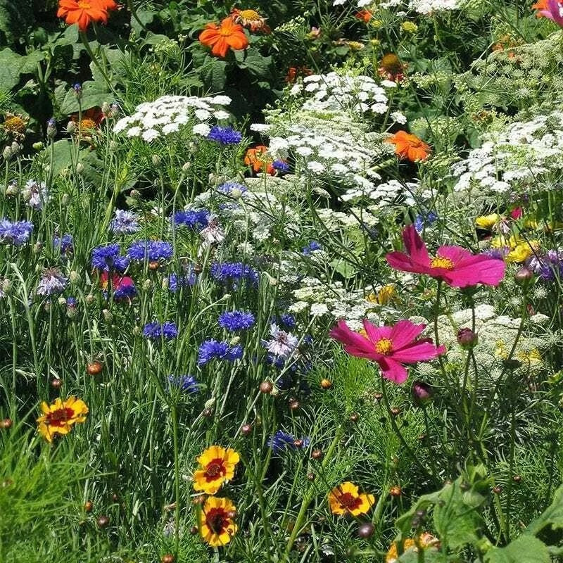 1000+ Wildflower Mix Seeds – DROUGHT RESISTANT – 25 Species – Dry Area – Non-GMO
