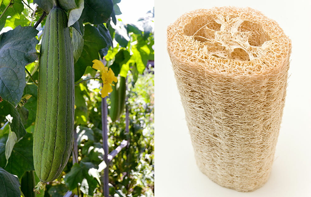 LUFFA SPONGE 10-100 SEEDS Gourd Loofah Dishcloth Very Productive Mướp Heirloom