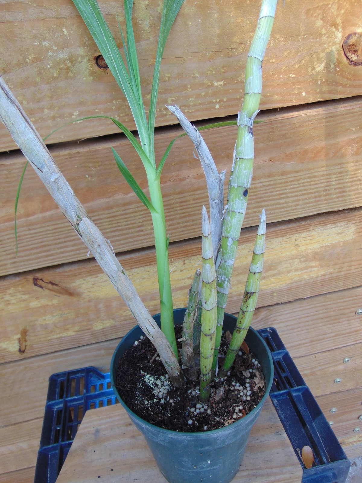 Cyrtopodium punctatum Bloom size 6″ pot RARE IMPORTED SPECIES LARGE PLANT A