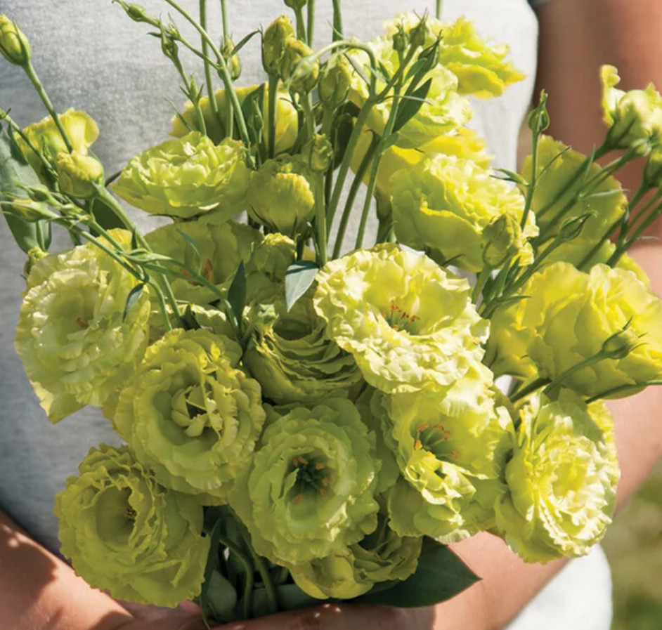 1 Live Lisianthus Green Plant Plug – Long Lasting Cut Flower – Wedding Favor