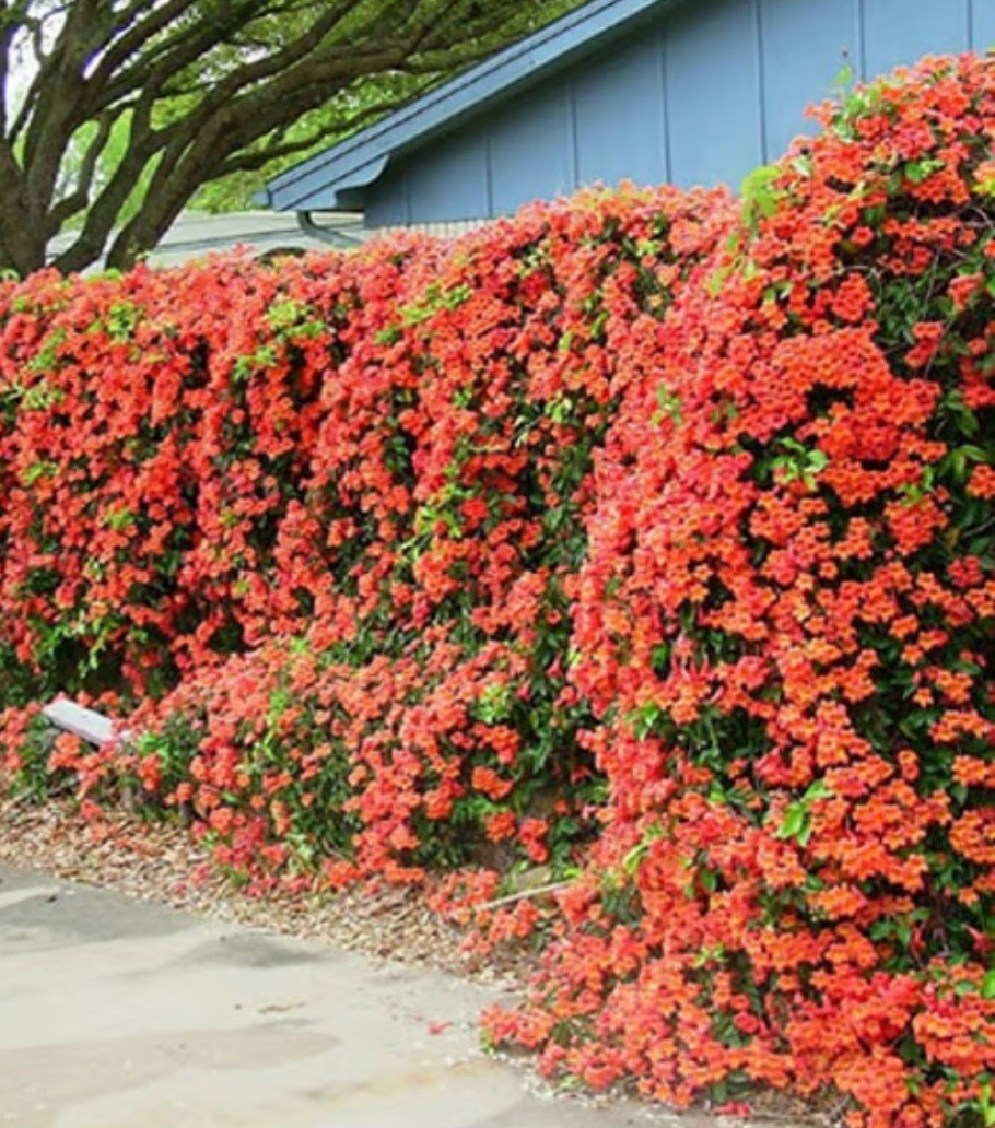 Flame Red Natural Trumpet Vine Bare Root Live Plant 1+ Foot All Natural