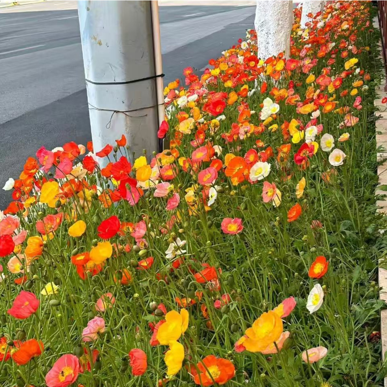 1000 Iceland Poppy Seeds – Mixed Colors Papaver nudicaule for Zones 2–8 Garden